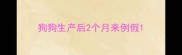 狗狗生产后2个月来例假