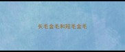 长毛金毛和短毛金毛