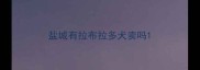 盐城有拉布拉多犬卖吗