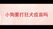 小狗要打狂犬疫苗吗