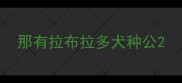 那有拉布拉多犬种公