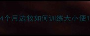 4个月边牧如何训练大小便