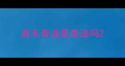 直毛泰迪是泰迪吗