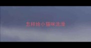 怎样给小猫咪洗澡