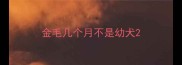 金毛几个月不是幼犬