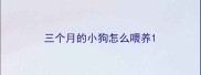 三个月的小狗怎么喂养