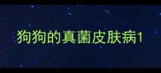 狗狗的真菌皮肤病