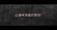 公猫咪消瘦的原因