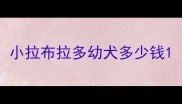 小拉布拉多幼犬多少钱