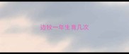 边牧一年生育几次