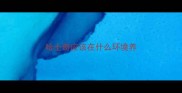 哈士奇应该在什么环境养