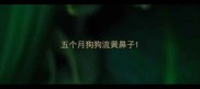 五个月狗狗流黄鼻子