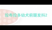 拉布拉多幼犬前腿发抖