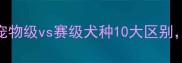 养狗必看宠物级vs赛级犬种10大区别选对不踩坑