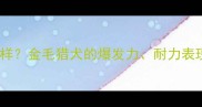 拉布拉多速度怎么样金毛猎犬的爆发力耐力表现及科学训练方法
