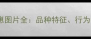 三个月大的博美犬幼崽图片全品种特征行为习惯与科学饲养指南