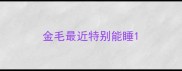 金毛最近特别能睡
