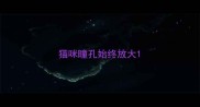 猫咪瞳孔始终放大