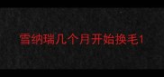 雪纳瑞几个月开始换毛