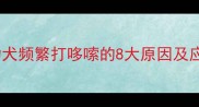 拉布拉多幼犬频繁打哆嗦的8大原因及应对指南1