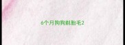 6个月狗狗剃胎毛