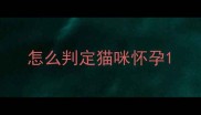 怎么判定猫咪怀孕