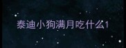 泰迪小狗满月吃什么