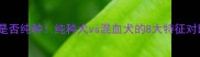 快速判断狗狗是否纯种纯种犬vs混血犬的8大特征对比养狗人必看