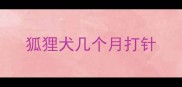 狐狸犬几个月打针
