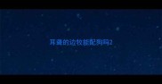 耳聋的边牧能配狗吗