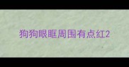 狗狗眼眶周围有点红