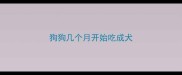 狗狗几个月开始吃成犬