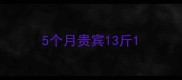 5个月贵宾13斤