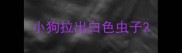 小狗拉出白色虫子