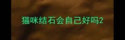 猫咪结石会自己好吗