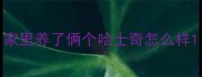 家里养了俩个哈士奇怎么样