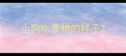 小狗吃食物的样子