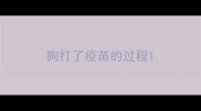 狗打了疫苗的过程