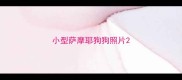 小型萨摩耶狗狗照片