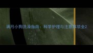 满月小狗洗澡指南科学护理与注意事项全