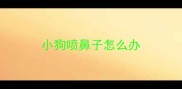 小狗喷鼻子怎么办