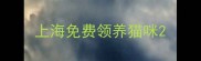 上海免费领养猫咪