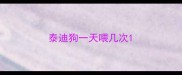泰迪狗一天喂几次
