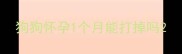 狗狗怀孕1个月能打掉吗