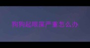 狗狗起眼屎严重怎么办