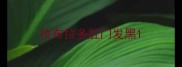 拉布拉多肛门发黑