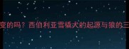 哈士奇是狼变的吗西伯利亚雪橇犬的起源与狼的三大本质区别
