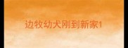 边牧幼犬刚到新家