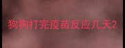 狗狗打完疫苗反应几天