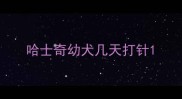 哈士奇幼犬几天打针